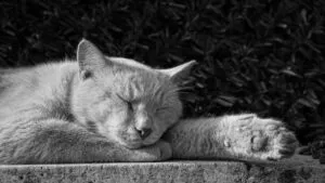 zdjęcie podglądowe tematu artykułu jakim jest sen